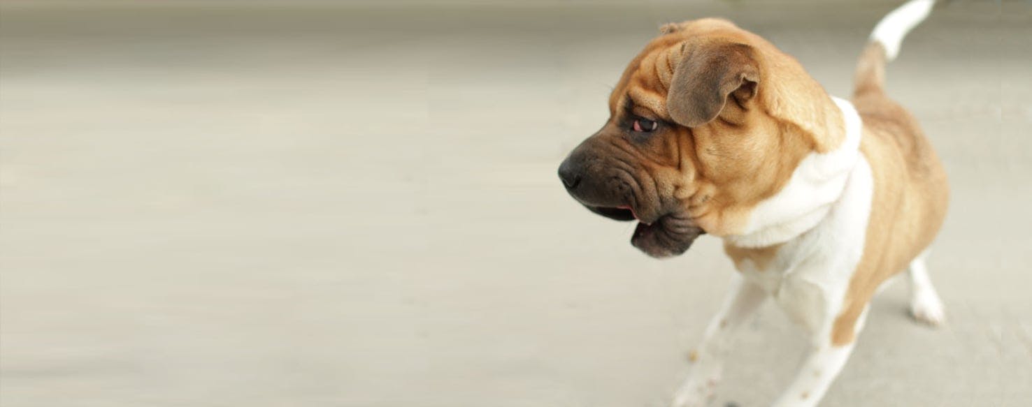 Shar pei jack cheap russell terrier mix